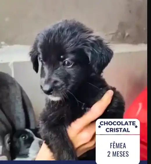 Chocolate Femea
