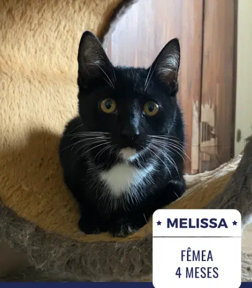 Melissa gata Femea
