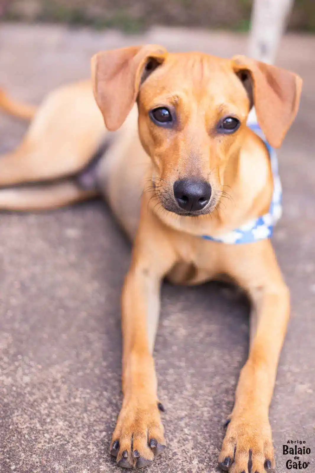 Cachorro Thor marrom