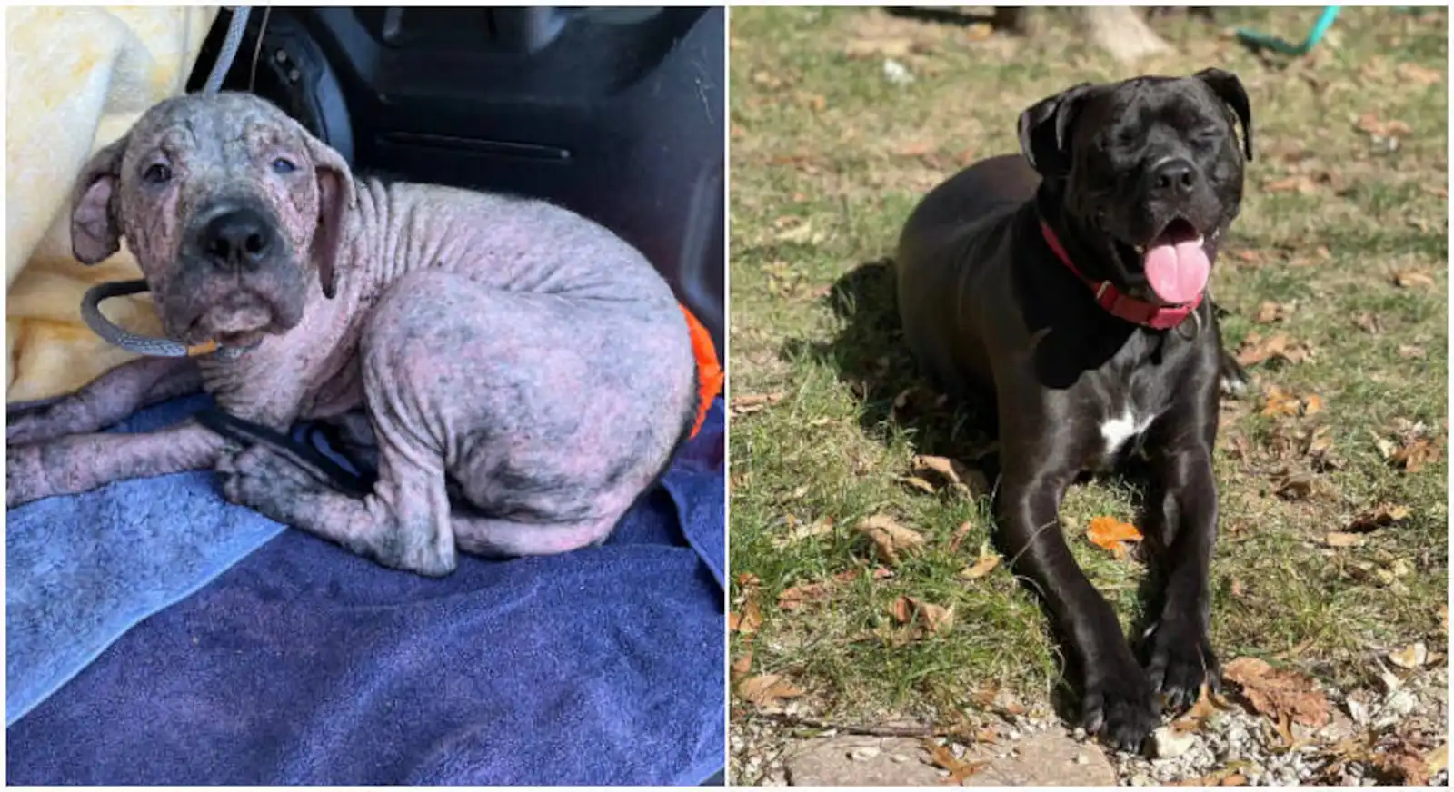 Foto do cachorro Toro adotada por Roberto